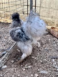 Gallo di Moroseta grigio