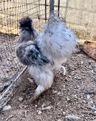 Gallo di Moroseta grigio