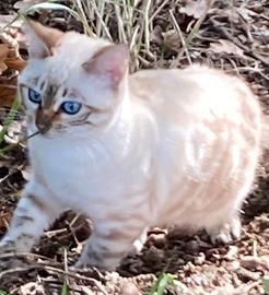 Gatti Bengala disponili