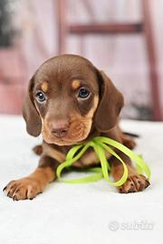 Bassotti Choco Kaninchen disponibili subito