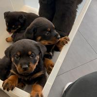 Cuccioli di rottweiler