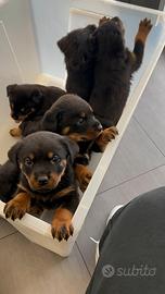 Cuccioli di rottweiler