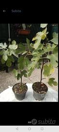 piante fico frutto scuro