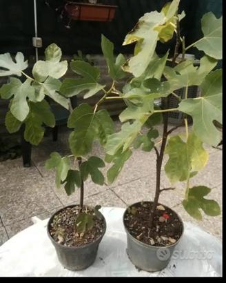 piante fico frutto scuro