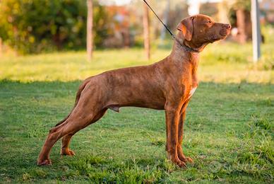 Cuccioli American Pitbull Terrier con Pedigree