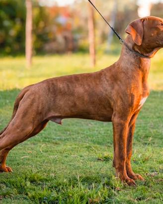 Cuccioli American Pitbull Terrier con Pedigree