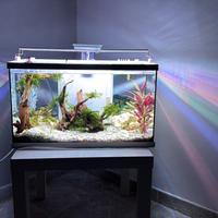 Acquario 60 lt
