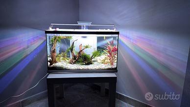 Acquario 60 lt