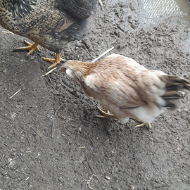 Gallina araucana
