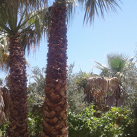 Palme Washingtonia, Chamaerops, Cicas