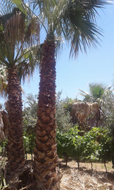 Palme Washingtonia, Chamaerops, Cicas