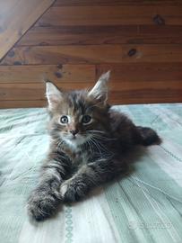 Maine coon
