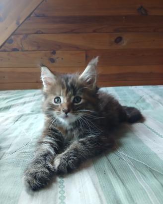 Maine coon