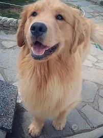 Cucciola Golden retriever americana