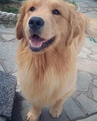 Cucciola Golden retriever americana