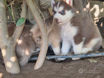 Husky