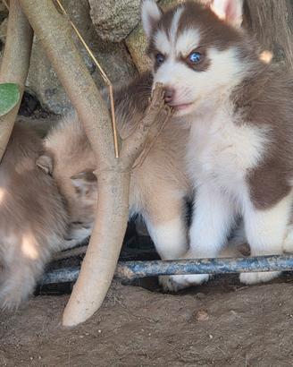 Husky