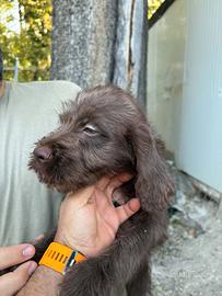 Lagotto-bracco pointer
