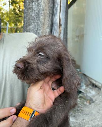 Lagotto-bracco pointer