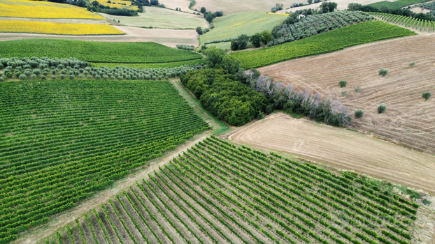 Terreni con vigneto, oliveto e tartufaia