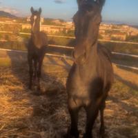 Puledro inglese e spagnolo