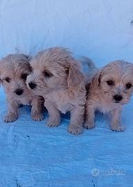 Maltipoo