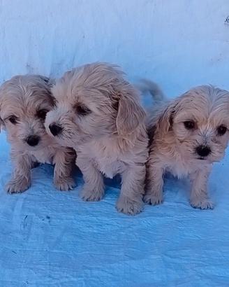 Maltipoo