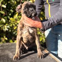 Boxer cuccioli