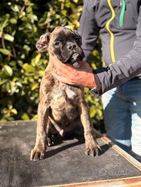 Boxer cuccioli