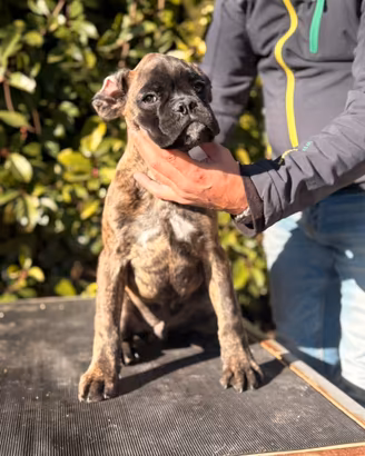 Boxer cuccioli