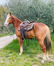 Cavallo castrone quarter AQHA