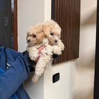 Stupendi cuccioli di barboncino toy maschio e femm