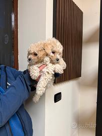 Stupendi cuccioli di barboncino toy maschio e femm