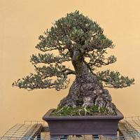 bonsai olivo 