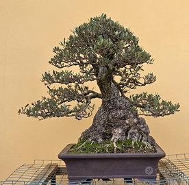 bonsai olivo 