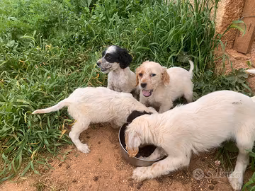 Cuccioli setter inglese