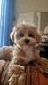 cuccioli-di-maltipoo-disp-a-marzo