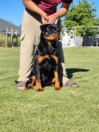 rottweiler femmina 9 mesi
