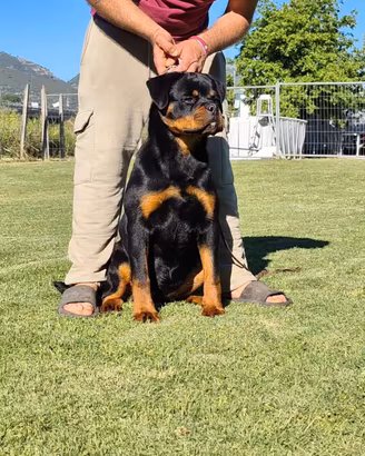rottweiler femmina 9 mesi