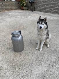 Bidone del latte antico Guinzi Rossi da 30-40 L