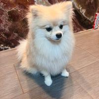 Fidanzatina per Teddy