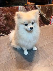 Fidanzatina per Teddy