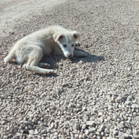 Cane pastore maremmano incrociato con cane lupo