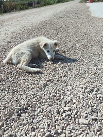 Cane pastore maremmano incrociato con cane lupo