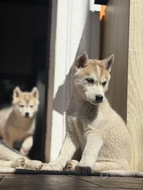 Siberian Husky