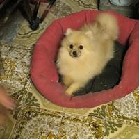 Pomerania Toy