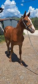  cavalli(2puledri)