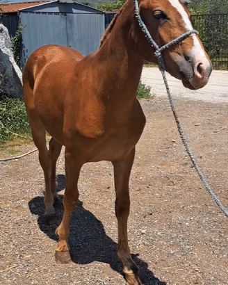  cavalli(2puledri)