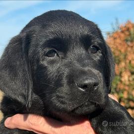Labrador