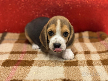 Beagle